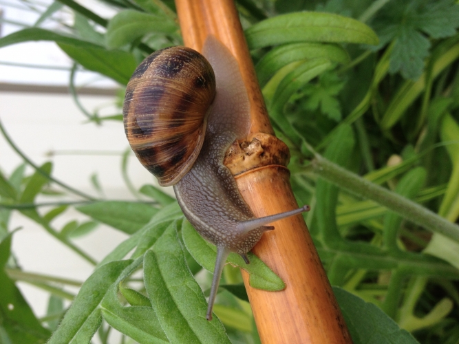 Cornu aspersum, l'escargot petitgris Nature en Ville Vauréal